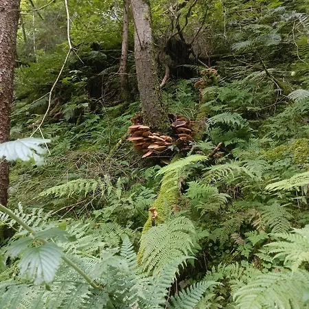 Couette-café Alpinchalet Zigjam 3*