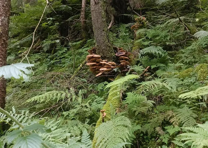 Frühstückspension Alpinchalet Zigjam 3*